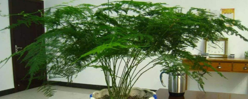 文竹的養(yǎng)殖方法和修剪