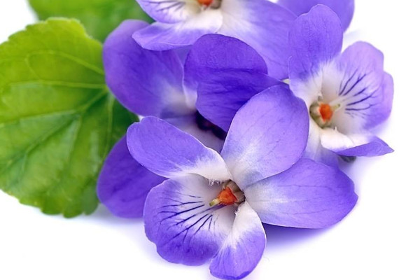 紫羅蘭冬季如何養(yǎng)護(hù)