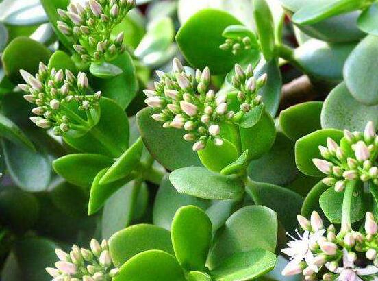 玉樹花幾年開花，掌握五大要點(diǎn)可年年開花