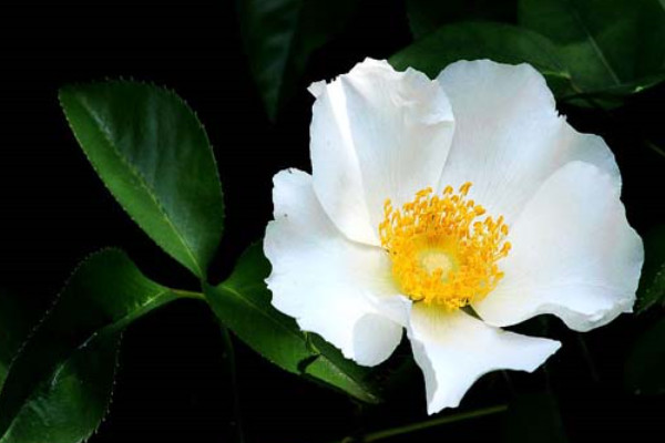 金櫻子可以挖來(lái)做盆栽嗎