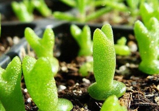 碧光環(huán)秋天怎么養(yǎng)，教你五點重要方法生長碧綠