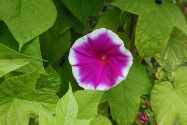 牽?；ㄒ嗌偬觳拍荛_花