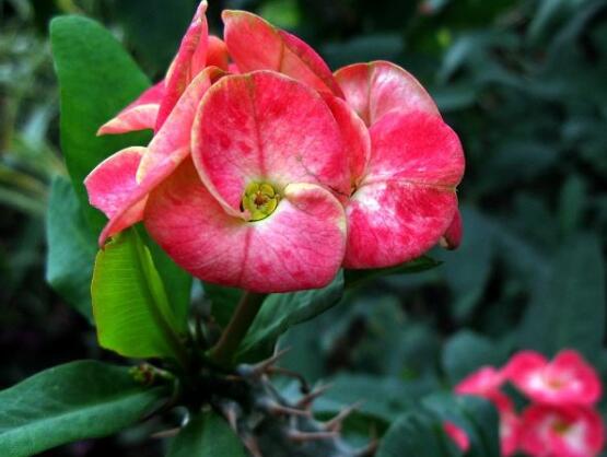 虎刺梅病蟲害及防治，根腐病與介殼蟲最為常見