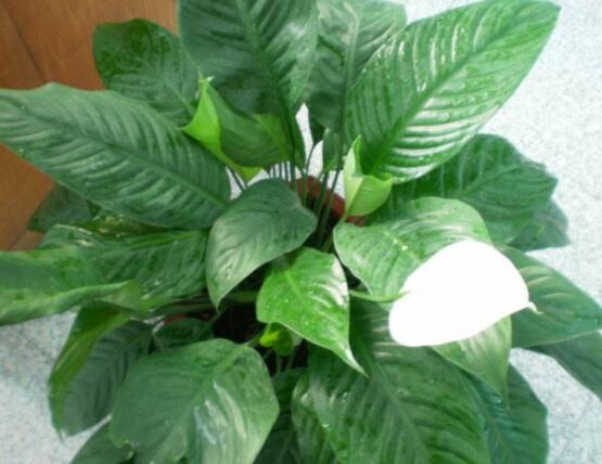 一帆風(fēng)順?biāo)B(yǎng)還是土養(yǎng)，土養(yǎng)最為合適(水養(yǎng)易爛根)