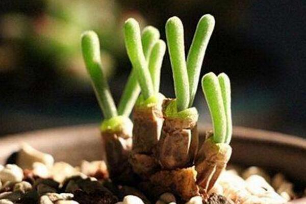 碧光環(huán)怎么保持短耳朵，可通過以下方法進(jìn)行控制