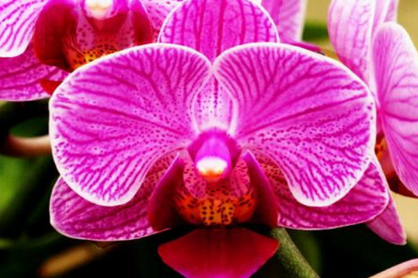 蝴蝶蘭花有什么特點(diǎn)