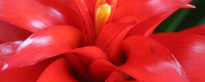 鴻運當頭花為什么總有干葉