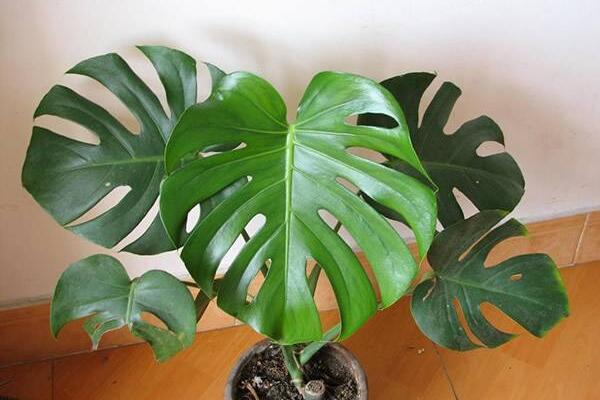 小龜背竹的養(yǎng)殖方法，做好以下五個要點(diǎn)即可