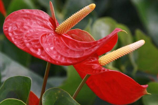 紅掌怎么養(yǎng)長得快，掌握正確的養(yǎng)護方法是關(guān)鍵