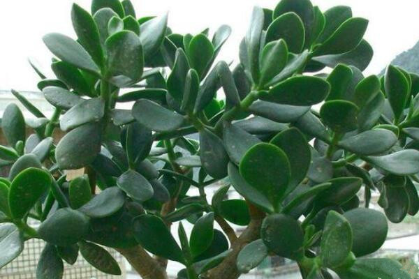 玉樹怎么養(yǎng)護，玉樹的四季養(yǎng)護方法