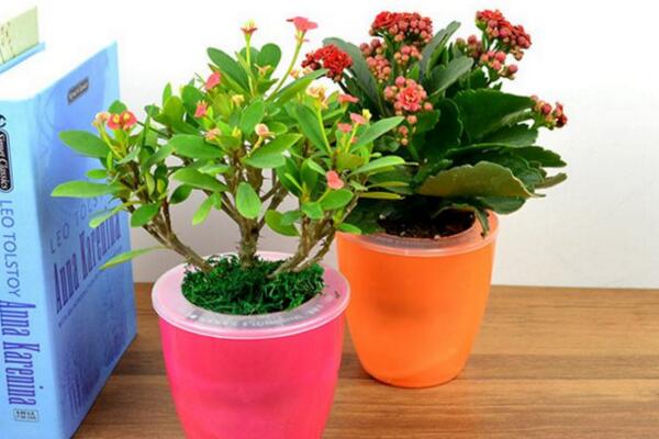 虎刺梅一年開幾次花，只要養(yǎng)護(hù)得當(dāng)虎刺梅可以四季開花