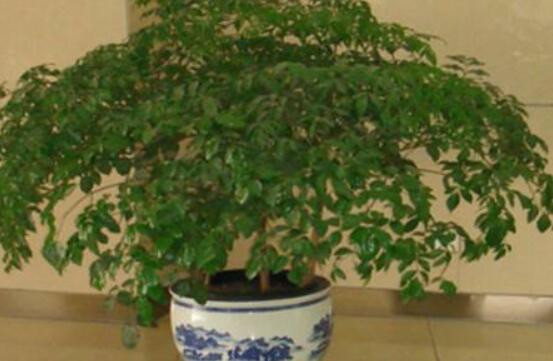 幸福樹葉子一碰就掉，教你四種原因以及解決方法