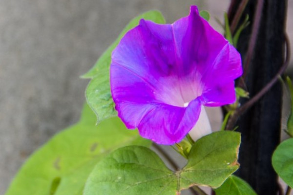 牽?；ㄒ圃匀菀谆顔? src="/nongchan/d/file/20201223/mnmf4o1ewv0.jpg" / data-7OeH="O0O8JB"></p>
<p data-EzIa="7xi9FM">
	牽牛花移栽之后容不容易活，主要和養(yǎng)護環(huán)境有關(guān)，這個時候最好將其置于半陰通風(fēng)的環(huán)境中養(yǎng)護一段時間，這樣有利于它快速適應(yīng)新的環(huán)境，一定避免它陽光直射，不然牽?；ň秃苋菀壮霈F(xiàn)枯萎死亡的現(xiàn)象。</p>
<p data-SGPM="phb3Vk">
	<strong data-rbDe="eDtnet">2、水分要求</strong></p>
<p data-Bob2="YkNfzL">
	<img alt=