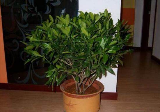 平安樹怎么養(yǎng)才茂盛，平安樹的養(yǎng)殖方法