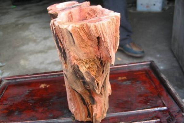 紅豆杉有什么作用，全面講解紅豆杉的作用以及價值