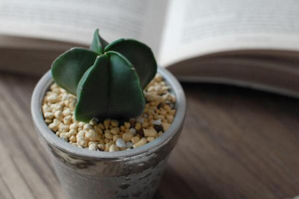 最名貴的仙人球，長(zhǎng)相都非常奇特