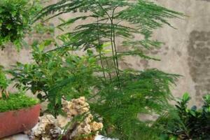 文竹怎么繁殖，播種繁殖/分株繁殖/扦插繁殖