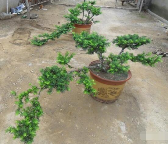 紅豆杉可以種庭院嗎，可以/幸福安康，家庭和睦