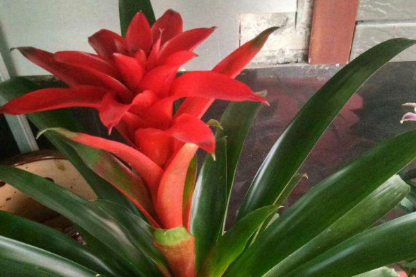 鴻運(yùn)當(dāng)頭花怎樣移植