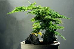 文竹冬天怎么澆水，保持土壤偏干燥即可