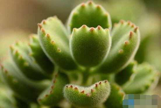 熊童子掉葉子怎么回事，三種原因以及解決方法