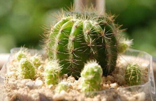 仙人球怎么施肥，仙人球施肥注意事項