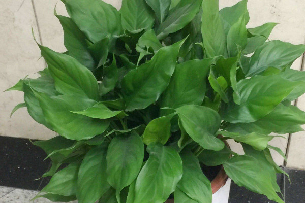 萬(wàn)年青從根部剪了怎么不發(fā)芽