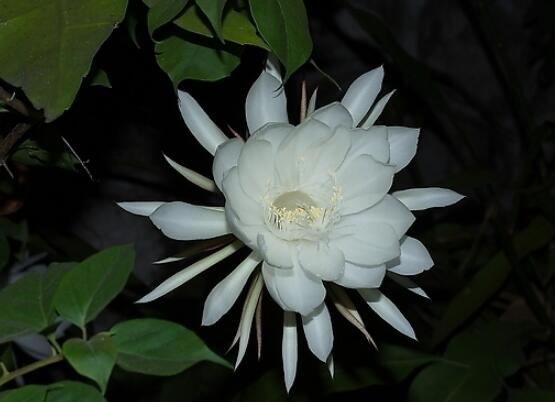 家里養(yǎng)曇花吉利嗎，好運來臨、驚喜不斷(吉祥如意)