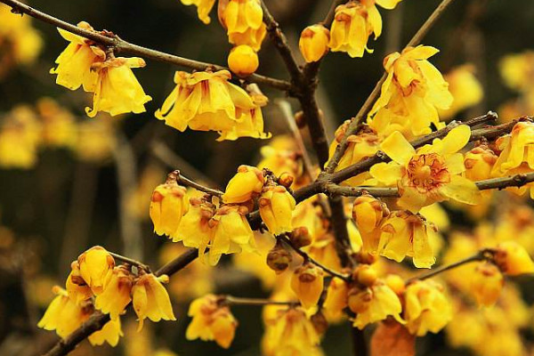 臘梅怎么養(yǎng)