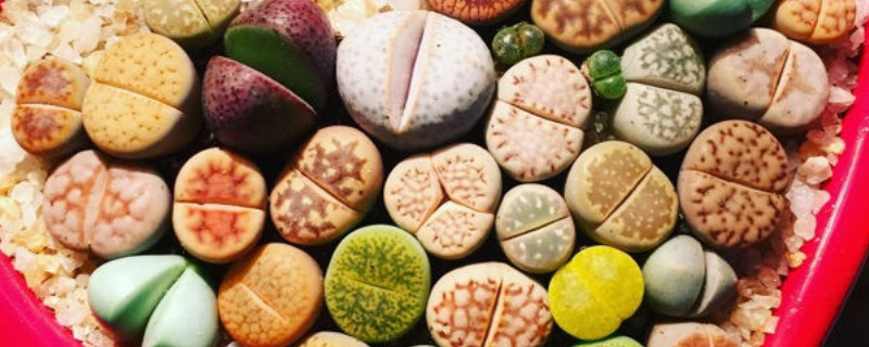 生石花冬天怎么養(yǎng)護