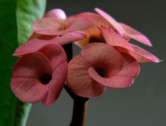 虎刺梅花瓣有毒嗎，皮膚接觸紅腫發(fā)癢/誤食惡心嘔吐