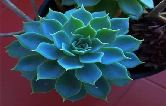 寶石花怎么繁殖，老農(nóng)總結(jié)四種繁殖方法(播種繁殖簡(jiǎn)單易學(xué))