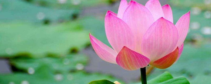 什么花在夏天開(kāi)