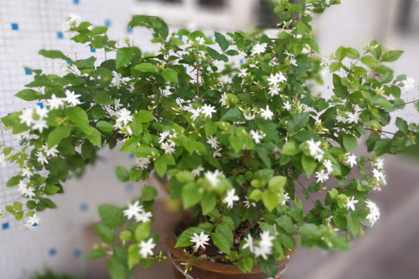 盆栽茉莉的養(yǎng)殖方法和注意事項(xiàng)，每日接受5小時(shí)光照