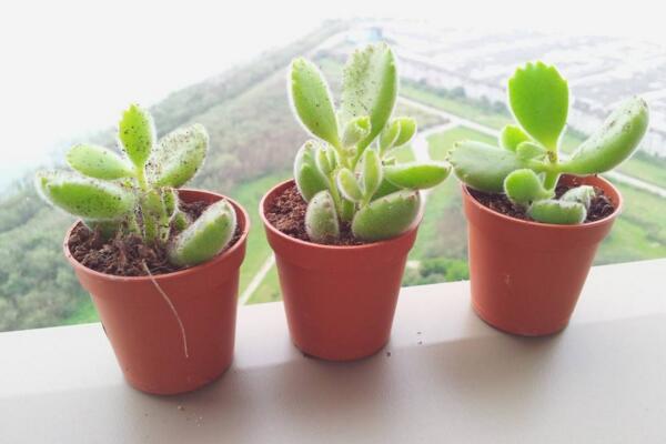 剛買的熊童子怎么養(yǎng)，讓植株盡快適應(yīng)環(huán)境才是最關(guān)鍵的