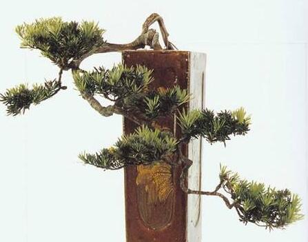 羅漢松最佳修剪時間，常年都可以進行修剪