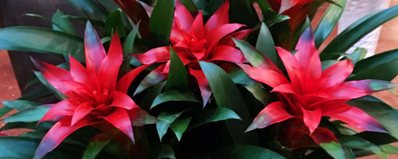 鴻運當(dāng)頭的花有毒嗎