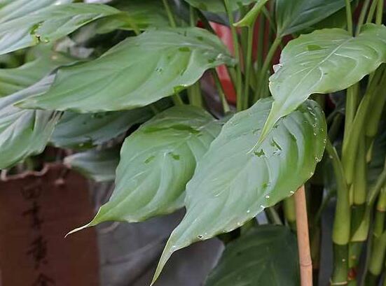 萬年青的象征意義，象征著健康長壽，福如東海