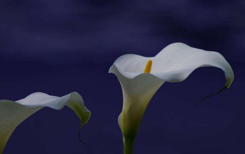 白馬蹄蓮花語(yǔ)是什么，寓意著忠貞不渝的愛情