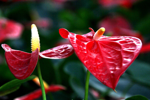 大葉紅掌的養(yǎng)殖方法