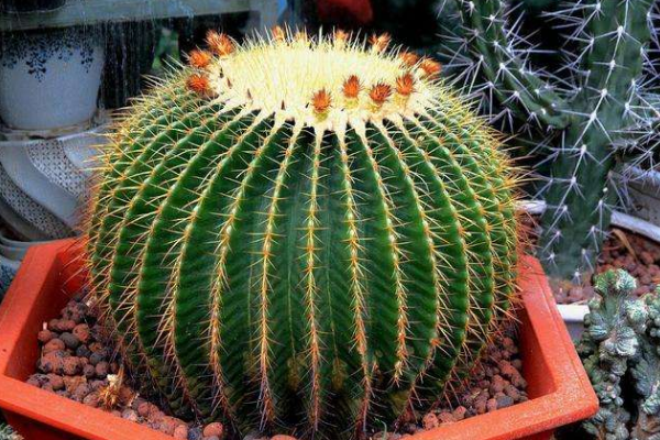 仙人球可以用沙子養(yǎng)嗎，光使用沙子是養(yǎng)不活的