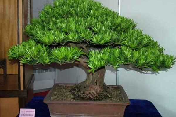 羅漢松盆景養(yǎng)殖方法，以下5點最為關(guān)鍵