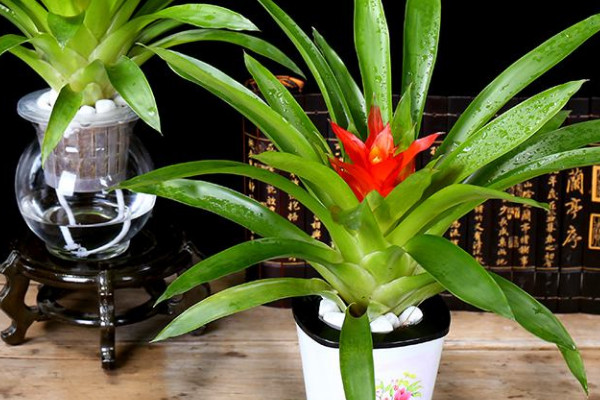 鴻運(yùn)當(dāng)頭發(fā)芽了怎么辦