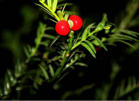 紅豆杉泡水喝的功效，防癌抗癌、增強(qiáng)免疫力、消炎抑菌