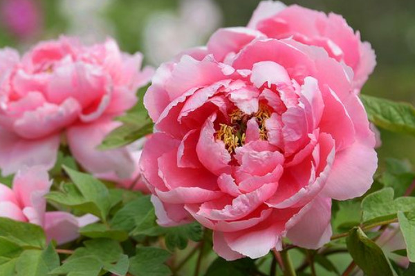 牡丹花的養(yǎng)護方法