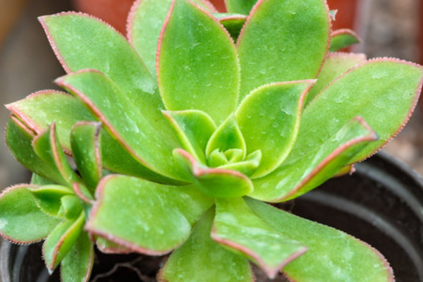 艷日輝葉子發(fā)軟咋回事