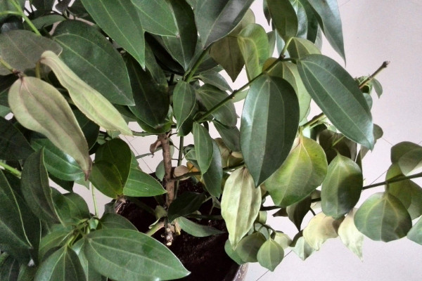 平安樹葉子下垂怎么急救，增光排濕/適當(dāng)追肥