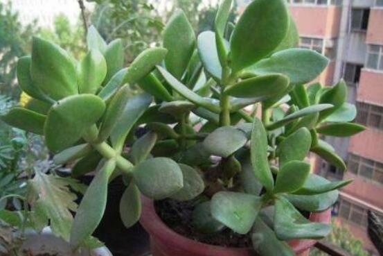 燕子掌怎么修剪，春季最佳/剪除枝條枝葉(瘦病枯)