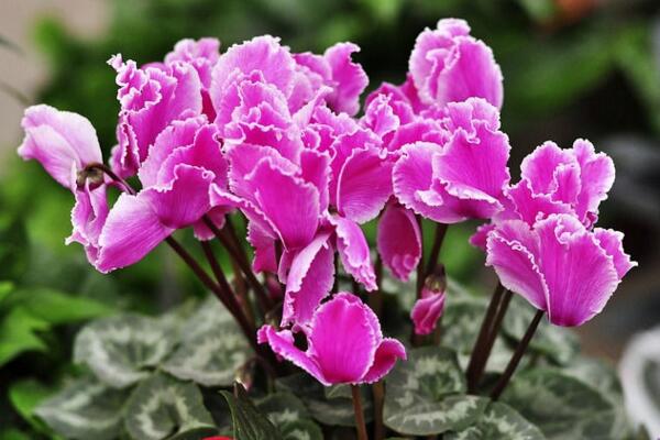 仙客來花期養(yǎng)護(hù)及花后管理，最重要的5個(gè)步驟