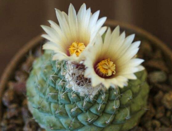 家里放仙人球是吉是兇，化解煞氣、安居樂業(yè)(吉兆)